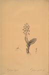 Ophrys lilifolia