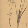 Ixia sibirica var. ochroleuca