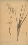 Ixia sibirica var. ochroleuca