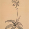 Ornithogalum aureum