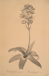 Ornithogalum aureum