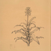 Veltheimia glauca