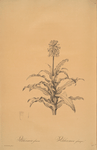 Veltheimia glauca