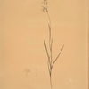 Ixia radiata