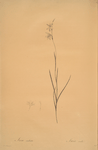 Ixia radiata
