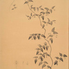 Medeola asparagoides