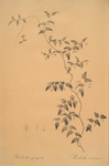 Medeola asparagoides