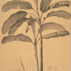 Musa paradisiaca