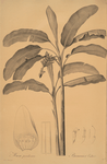 Musa paradisiaca