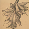 Musa paradisiaca