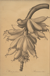 Musa paradisiaca
