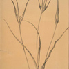 Tulipa cornuta