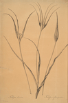 Tulipa cornuta