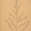 Asparagus amarus