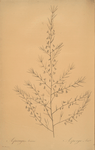 Asparagus amarus
