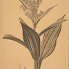Veratrum album