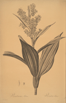 Veratrum album