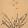 Phormium tenax