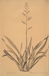 Phormium tenax