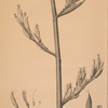 Phormium tenax