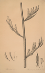 Phormium tenax