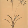 Amaryllis humilis