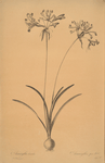 Amaryllis humilis