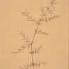 Asparagus tricarinatus