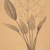 Alisma plantago