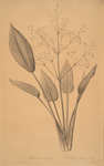 Alisma plantago