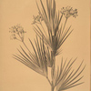 Witsenia corymbosa