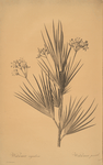Witsenia corymbosa