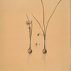 Amaryllis atamasco var. minor