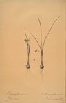 Amaryllis atamasco var. minor