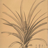 Bromella ananas