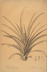 Bromella ananas