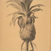 Bromella ananas