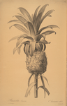 Bromella ananas