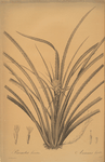 Bromella Karatas