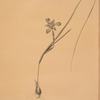 Iris Sisyrinchium