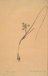 Iris Sisyrinchium