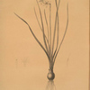 Narcissus radiatus