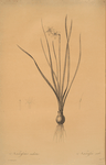 Narcissus radiatus
