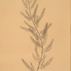 Asparagus sarmentosus