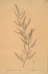 Asparagus sarmentosus