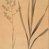 Zigadenus glaberrimus