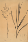 Zigadenus glaberrimus