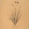 Aristea cyanea