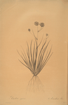 Aristea cyanea