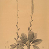 Ophiostachys virginica
